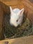 Minilop x Netherland dwarf x jersey woolly Rabbits Carousel 3
