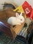 Minilop x Netherland dwarf x jersey woolly Rabbits Carousel 4