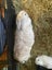 Minilop x Netherland dwarf x jersey woolly Rabbits Carousel 5