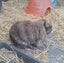 Mini Lop male - 5 months old Carousel 2