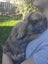 Mini Lop male - 5 months old Carousel 4