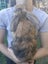 Mini Lop male - 5 months old Carousel 5