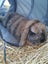 Mini Lop male - 5 months old Carousel 1