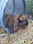 Mini Lop male - 5 months old Carousel 6