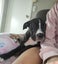 June Bug- American bulldog x - Spot Rescue Carousel 3