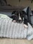 June Bug- American bulldog x - Spot Rescue Carousel 4