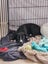 June Bug- American bulldog x - Spot Rescue Carousel 5