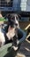 June Bug- American bulldog x - Spot Rescue Carousel 1