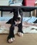 June Bug- American bulldog x - Spot Rescue Carousel 2