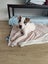Oliver - American bulldog x - Spot Rescue Carousel 2