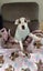 Oliver - American bulldog x - Spot Rescue Carousel 4