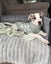 Oliver - American bulldog x - Spot Rescue Carousel 1