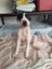 Chanel - American bulldog x - Spot Rescue Carousel 2