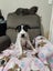 Chanel - American bulldog x - Spot Rescue Carousel 1