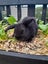 Mini Lop Rabbit kits Carousel 3