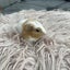 Baby Guinea pigs Carousel 3
