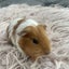Baby Guinea pigs Carousel 4