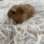 Baby Guinea pigs Carousel 5