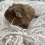Baby Guinea pigs Carousel 6