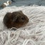 Baby Guinea pigs Carousel 7