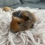 Baby Guinea pigs Carousel 8