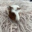 Baby Guinea pigs Carousel 9