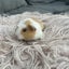 Baby Guinea pigs Carousel 10