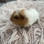 Baby Guinea pigs Carousel 11