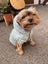 Very Warm Winter Jacket for Small Dog Carousel 4