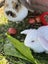 Mini Lop Rabbit Carousel 3