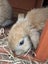 Mini Lop Rabbit Carousel 4