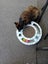 PENDING NEW HOME: Loving Home Needed for Our Cat - Chloe Carousel 3