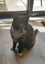 PENDING NEW HOME: Loving Home Needed for Our Cat - Chloe Carousel 4