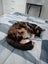 PENDING NEW HOME: Loving Home Needed for Our Cat - Chloe Carousel 5