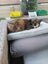 PENDING NEW HOME: Loving Home Needed for Our Cat - Chloe Carousel 6