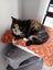 PENDING NEW HOME: Loving Home Needed for Our Cat - Chloe Carousel 7