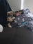 PENDING NEW HOME: Loving Home Needed for Our Cat - Chloe Carousel 8