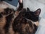 PENDING NEW HOME: Loving Home Needed for Our Cat - Chloe Carousel 10