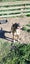 Smoochy happy Bully breed boy around 4.5 years old Carousel 3