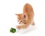 14 Pcs Crackle Lightweight Safe Interactive Fun for Play Toys and for Cat S Carousel 3