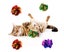 14 Pcs Crackle Lightweight Safe Interactive Fun for Play Toys and for Cat S Carousel 4