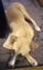 Charlie - Good with Other Dogs, Cats and Children Carousel 2