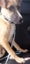 Charlie - Good with Other Dogs, Cats and Children Carousel 5