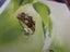 Exquisite Vintage Gold Ring Carousel 4