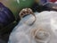 Exquisite Vintage Gold Ring Carousel 6