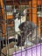 Coco - Wcc Rescue Kitten Carousel 2