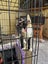 Coco - Wcc Rescue Kitten Carousel 3