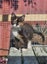Coco - Wcc Rescue Kitten Carousel 4