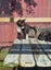 Coco - Wcc Rescue Kitten Carousel 5
