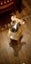 Charlie - Good with Other Dogs, Cats and Children Carousel 1